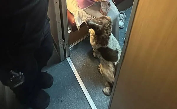 В «Устилузі» та «Ягодині» службові собаки нанюхали наркотики у подорожніх (фото)