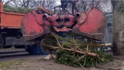 Як і де у Луцьку можна утилізувати новорічні ялинки (відео)