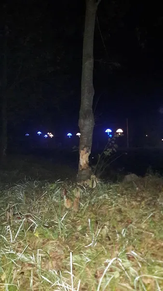 У центральному парку Луцька «на гарячому» спіймали бобра (фото)