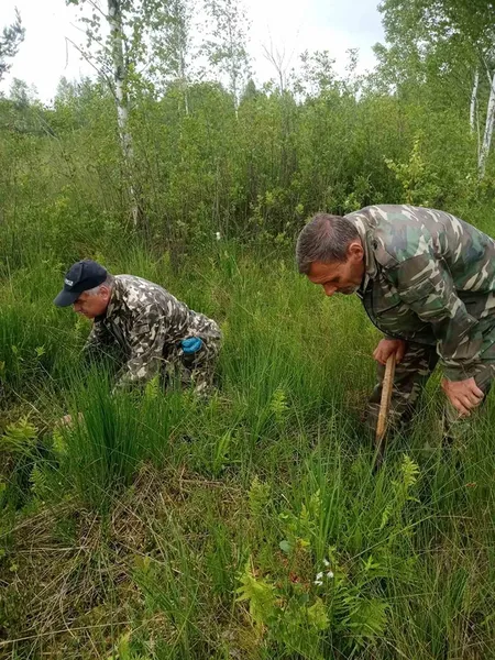 У Шацькому нацпарку росте унікальна Пухівочка альпійська (фото)