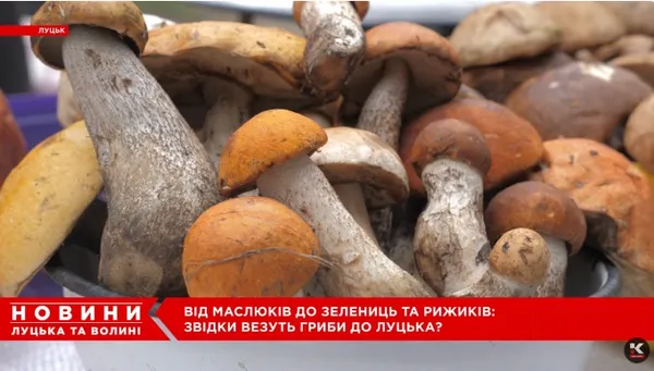 Від білих і красноголовців до зелениць і рижиків: на луцькому ринку – грибний ажіотаж (відео)