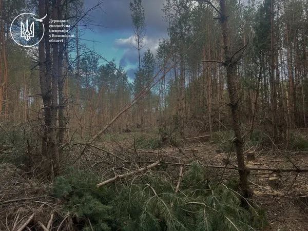 На Волині незаконно вирубали дерев на понад 6 млн грн