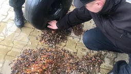 На "Устилузі" вилучили 21 кілограм бурштину (фото)