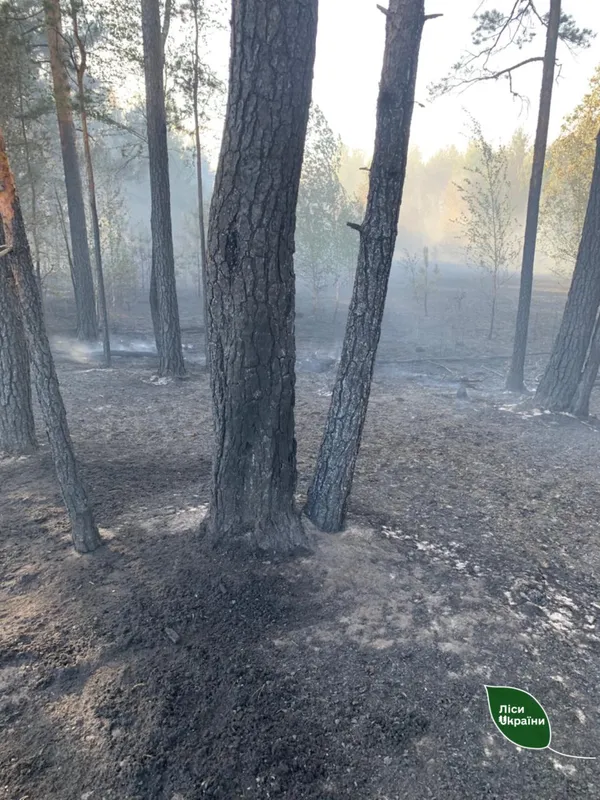 Через падіння дрона на Рівненщині загорівся ліс (фото)