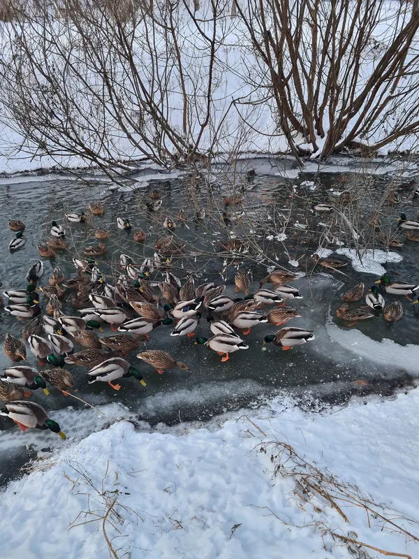 Свіжо й морозно: вечір в одному з луцьких парків (фото)