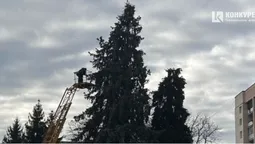 Головні ялинки Луцька вже почали прикрашати (фото)