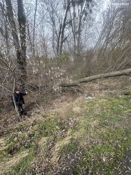 На авто лучанки на швидкості впало дерево і проштрикнуло «лобовуху»: моторошні деталі (фото, відео)