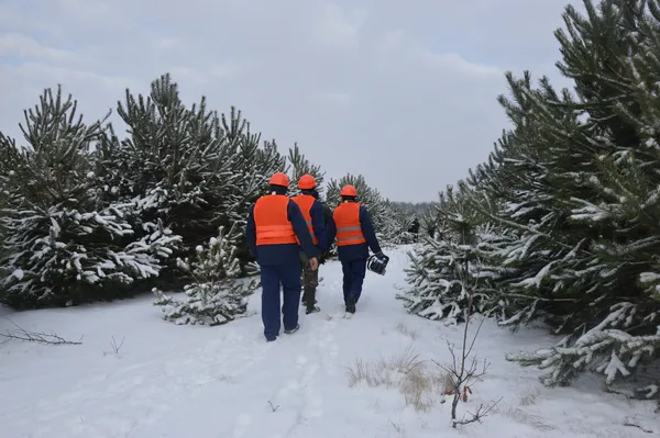 Як на Волині вирощують новорічні ялинки