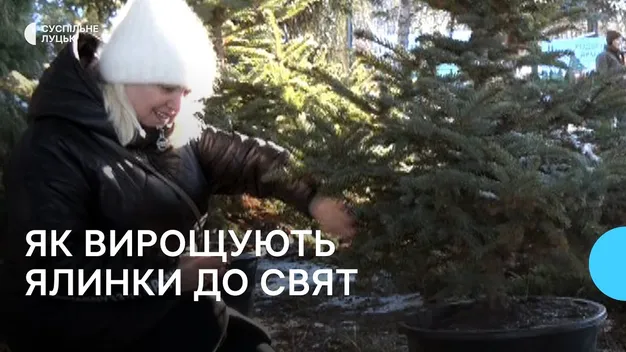 Частіше – у горщиках: які новорічні дерева купують волиняни (відео)
