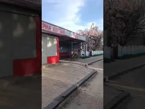 Рогатий мігрант з Білорусі порушив кордон і попрямував на Волинь (відео)