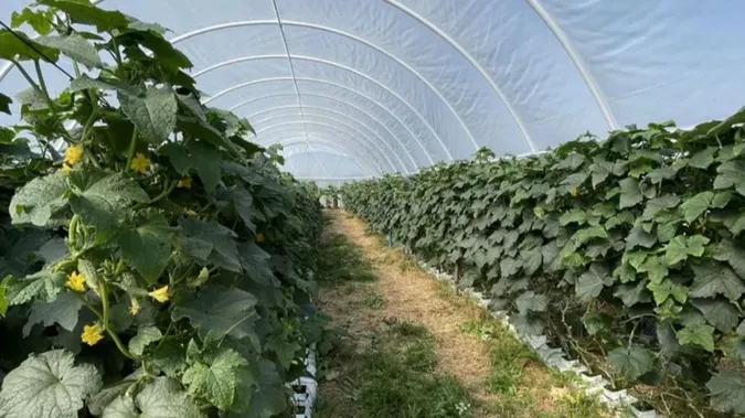 На Волині продають готовий тепличний бізнес: де знаходиться та скільки коштує (фото)