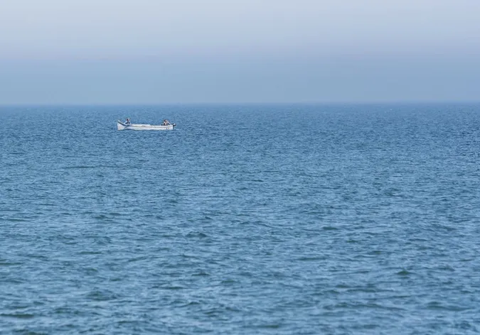 Риба з Тихого океану прижилася в Чорному морі: її ловлять дедалі частіше