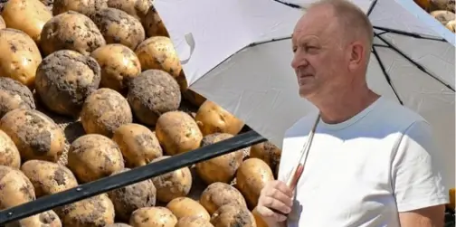 «Атол» і «Лариса» пережили цьогорічну спеку: на Волині показали 47 елітних сортів картоплі (фото, відео)