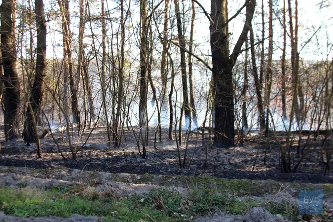 Біля Володимира загорівся ліс: ймовірно, через підпали сухої трави (відео)