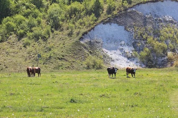 Крейдяні виходи в Мильчі. Фото Сергія Палька