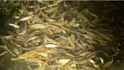 У центральному парку Луцька гине риба – люди б'ють на сполох (відео)
