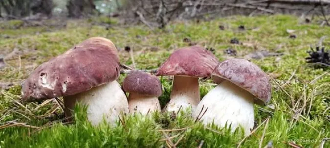 Ростуть купками: у лісі на Волині зібрали повний кошик боровиків (фото)