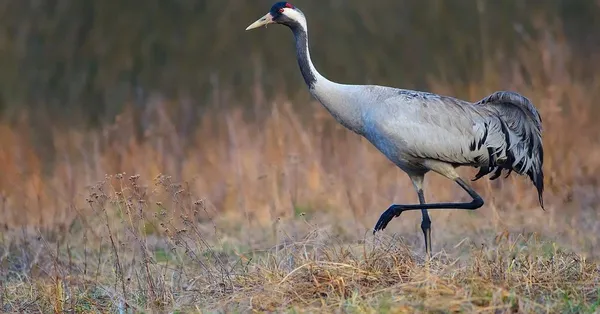 Журавель сірий (Grus grus)