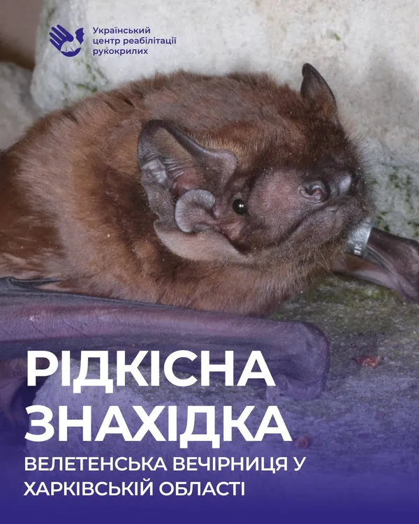 В Україні знайшли рідкісного гігантського кажана (фото)