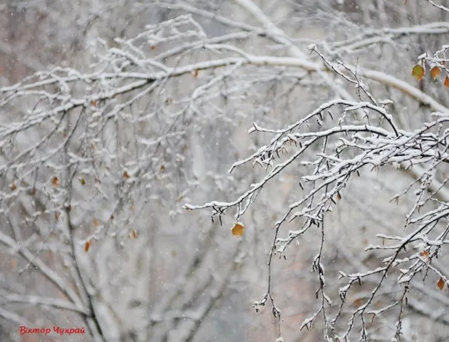 Фотографи показали засніжену природу Луцька
