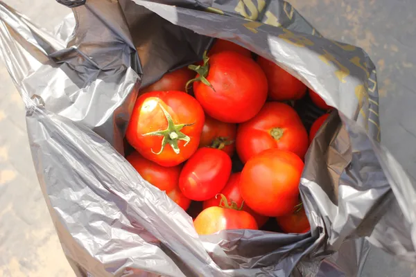 Під Луцьком просто з поля продають помідори: як і за скільки їх купити (фото)