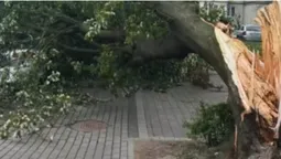 Буревій у Луцьку повалив дерево на припаркований автомобіль (фото, відео)