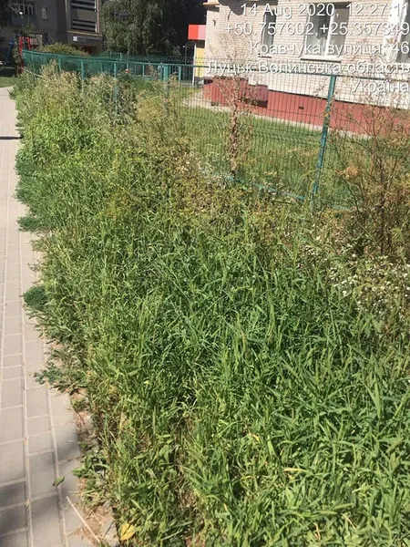 Голову ОСББ у Луцьку змусили скосити зілля навколо будинку (фото)