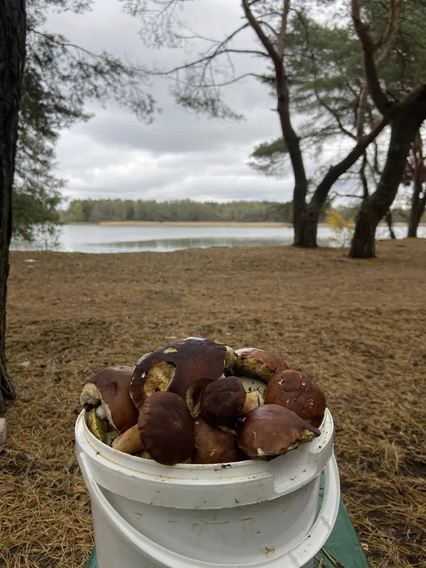 На Старовижівщині знайшли кілограмового білого гриба (фото)