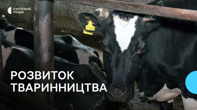 5 300 грн на корову: як у Луцькому районі розвивають тваринництво (відео)