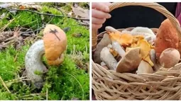 Дивакуваті красноголовці і чарівні лисички: де на Волині знаходять повні кошики грибів (фото)