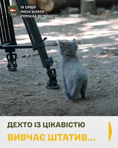 Показали муркотливих ангелів-охоронців артилеристів волинської бригади (фото)