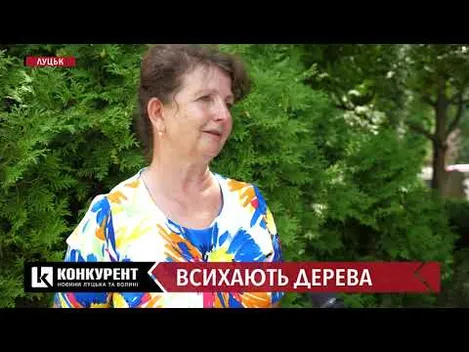 У Луцьку хочуть зрізати усю алею ялин на Меморіалі Вічної Слави (відео)