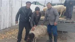 У Туві сім'ям мобілізованих росіян видають по живому барану (відео)