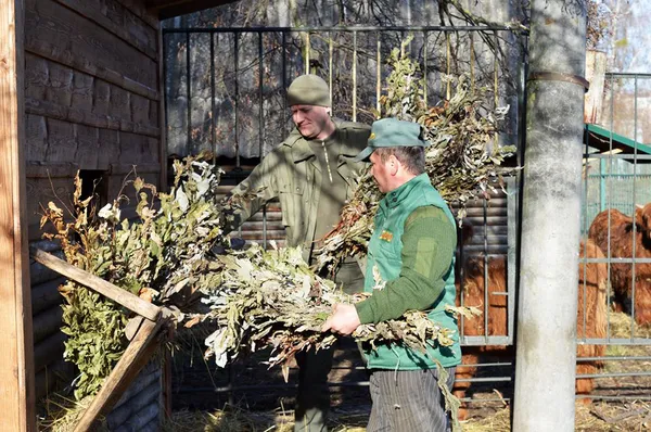 Луцький зоопарк отримав від лісівників тонну сіна і кормові віники (фото)