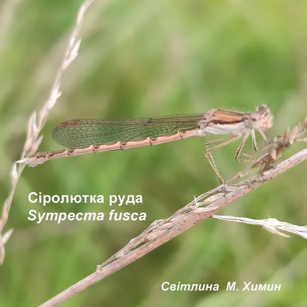 На Волині вперше побачили неймовірної краси рідкісних бабок (фото)