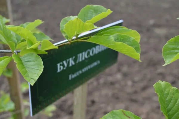 Лісівники Володимирщини створили дендропарк (фото, відео)
