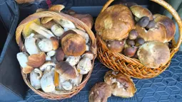 На Маневиччині, попри заморозки, збирають повні кошики грибів (фото)