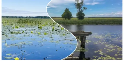 «Ні риби, ні води»: легендарне «щуче» озеро на Волині вкрилося водоростями (відео, фото)
