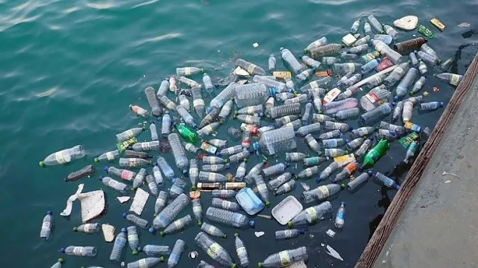 Шлунки риб тріщать від мікропластику, що ховається у водах