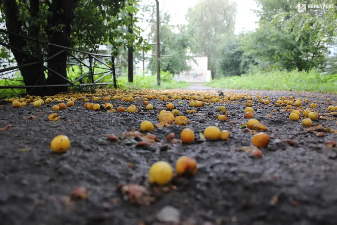 Підтоплені двори і опале листя: наслідки грози у Луцьку (фото)