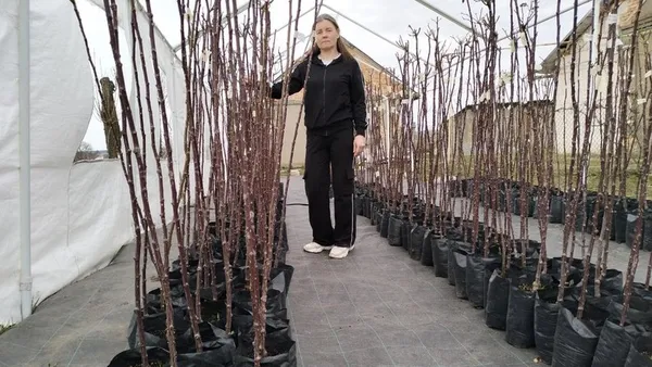 5,5 тисячі троянд на городі: історія волинянки, для якої квіти стали справою життя (фото)