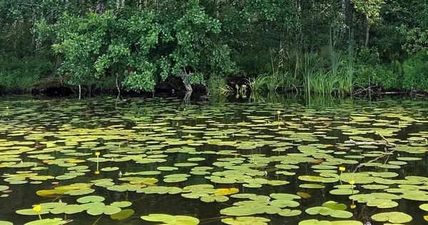 За 150 км від Луцька причаїлось незаймане озеро Шині з прозорою водою та всілякою рибою (фото)