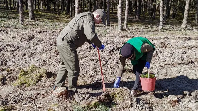 Понад сім мільйонів сіянців висадили у волинських лісгоспах