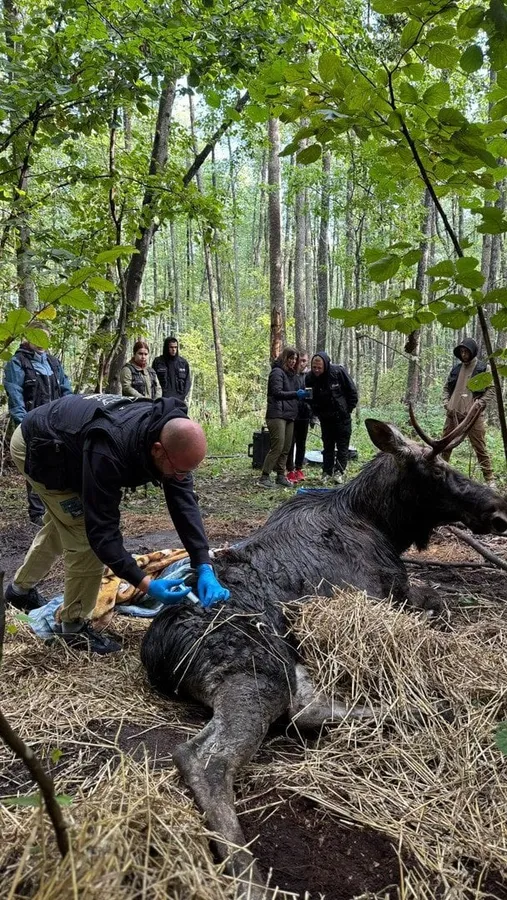 На Рівненщині врятували з болота величезного лося: він у критичному стані (фото)