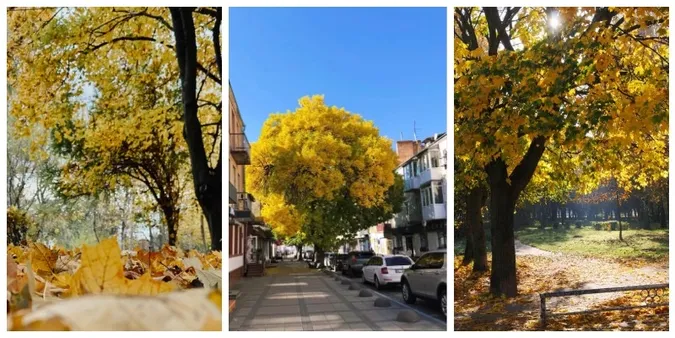🍂 У Луцьку оберуть найгарніше дерево