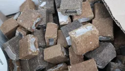 Розкладуть майже 400 тисяч доз: на Волині вакцинують диких тварин (фото)