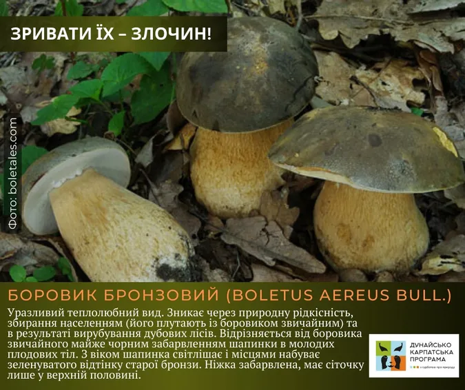 Не тільки отруйні: які гриби не можна збирати в Україні (фото)
