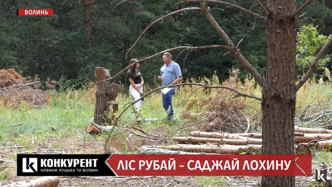 Вирубали ліс, щоб посадити лохину: як на Волині дають в оренду землю
