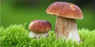 Грибний бум у лісі: чи віщує щедра осінь холодну зиму (фото)