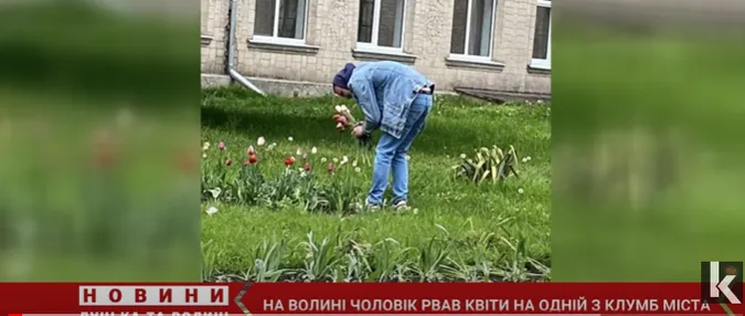 Дівчині буде приємно: «Ромео» у Нововолинську обскубав чужу клумбу (відео)